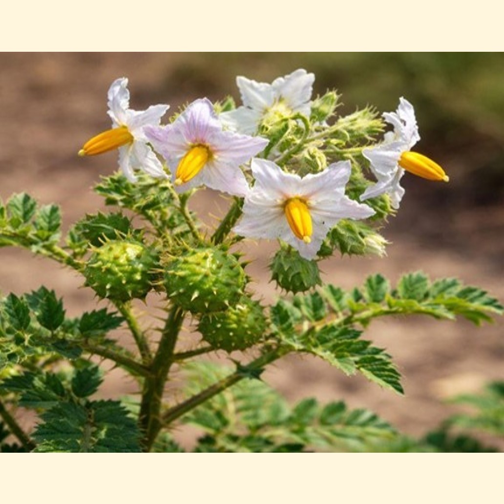 スーダン植物