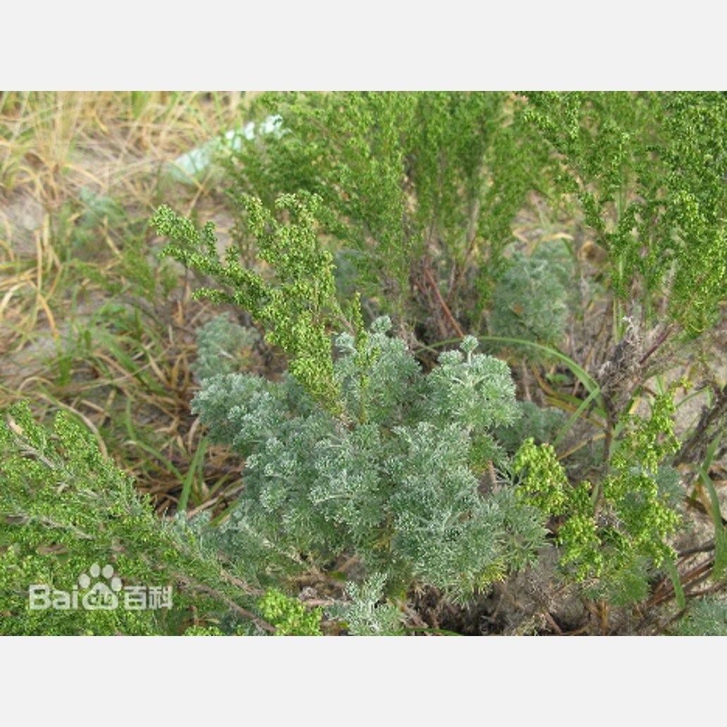 ムウス砂漠の植物