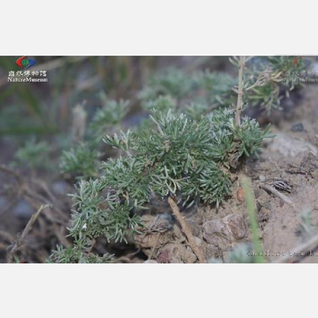 ムウス砂漠の植物