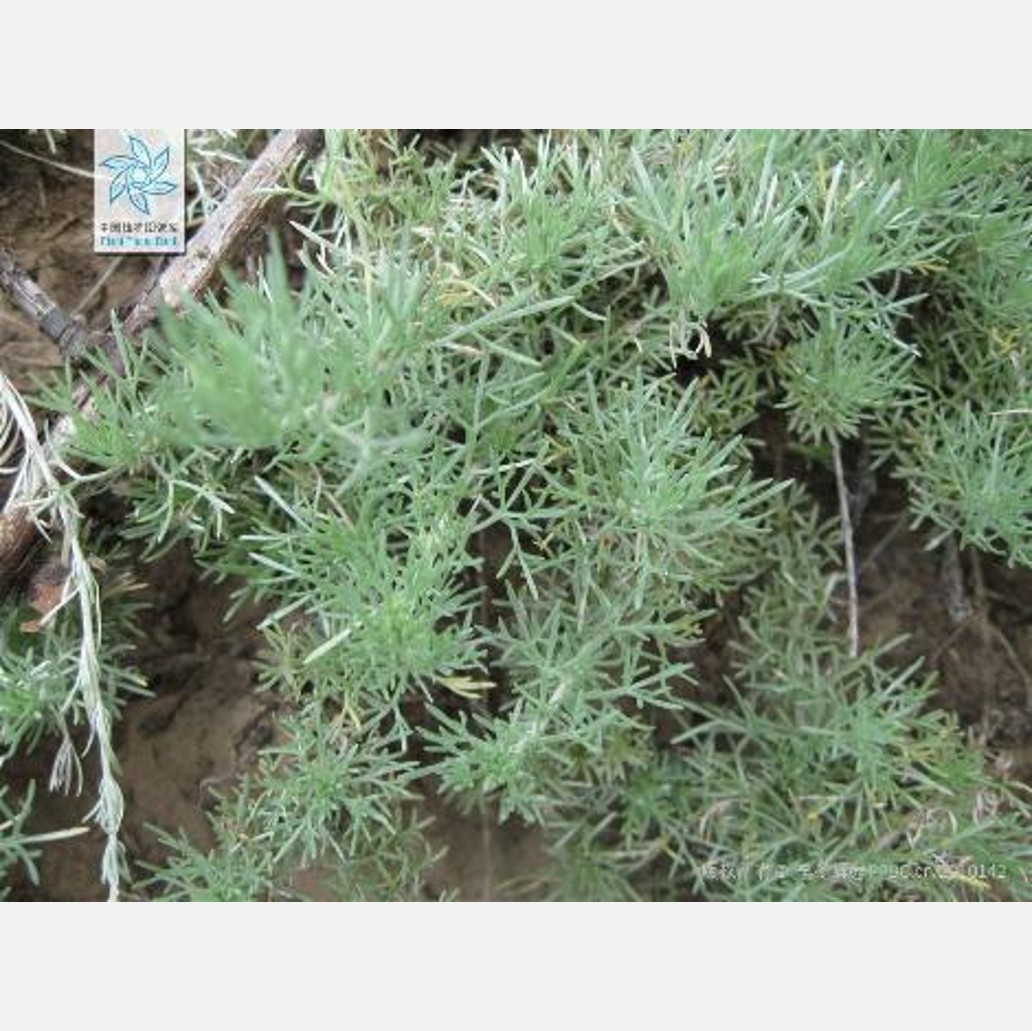 ムウス砂漠の植物