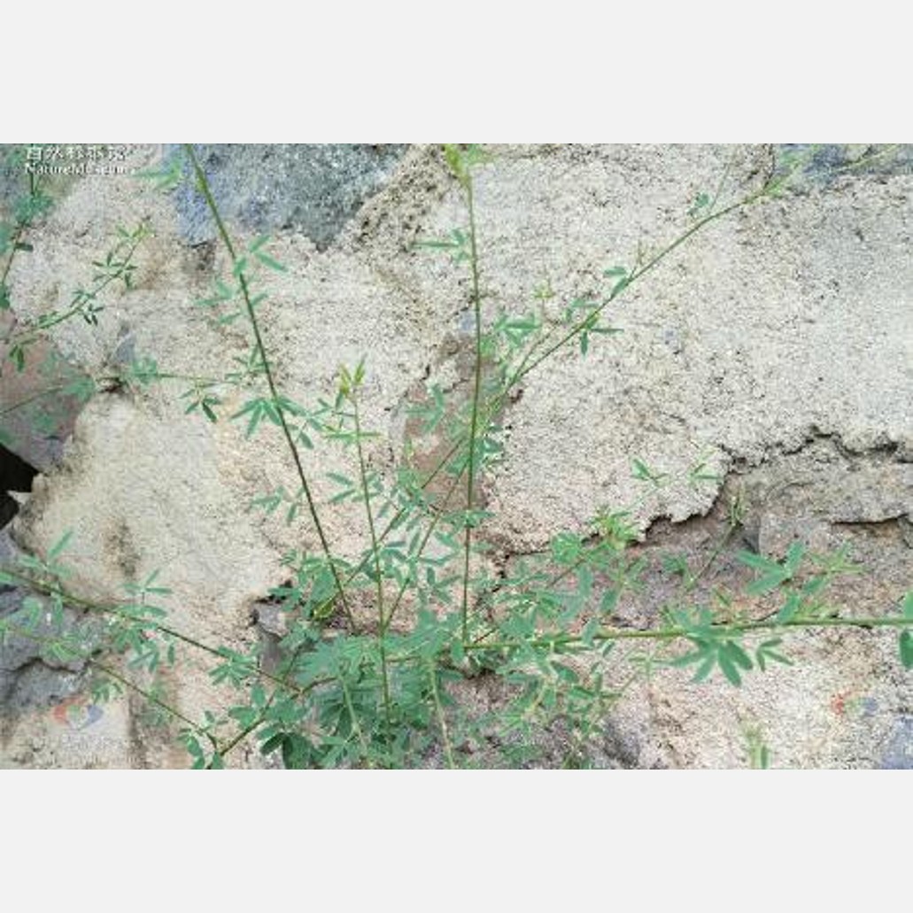ムウス砂漠の植物