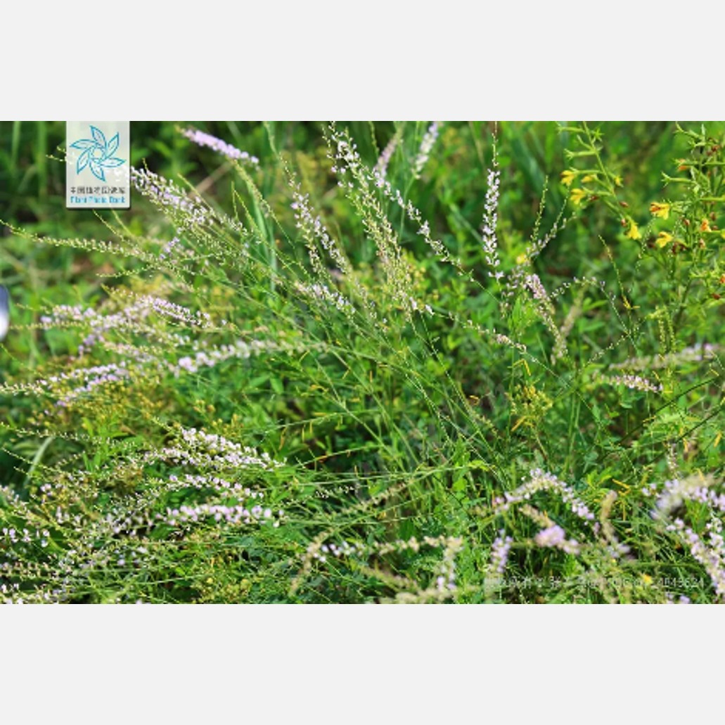 ムウス砂漠の植物