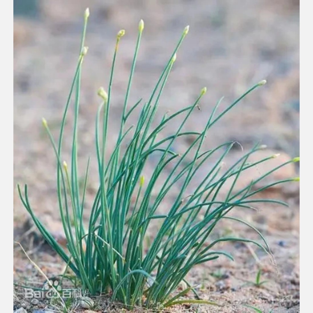 ムウス砂漠の植物