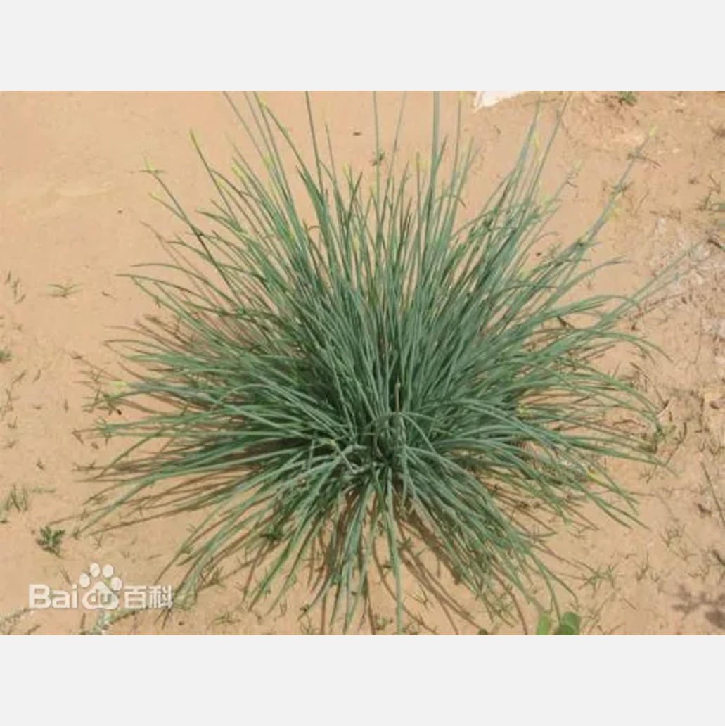 ムウス砂漠の植物
