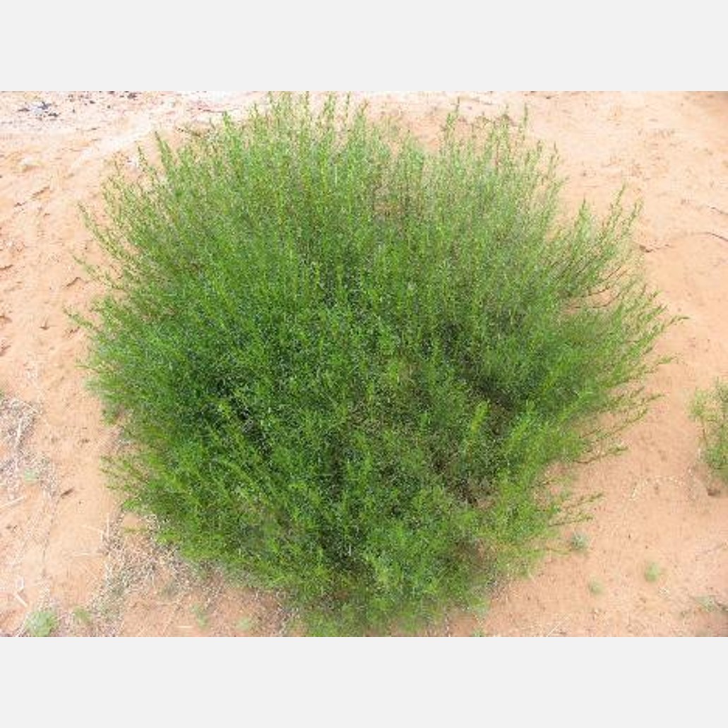 ムウス砂漠の植物