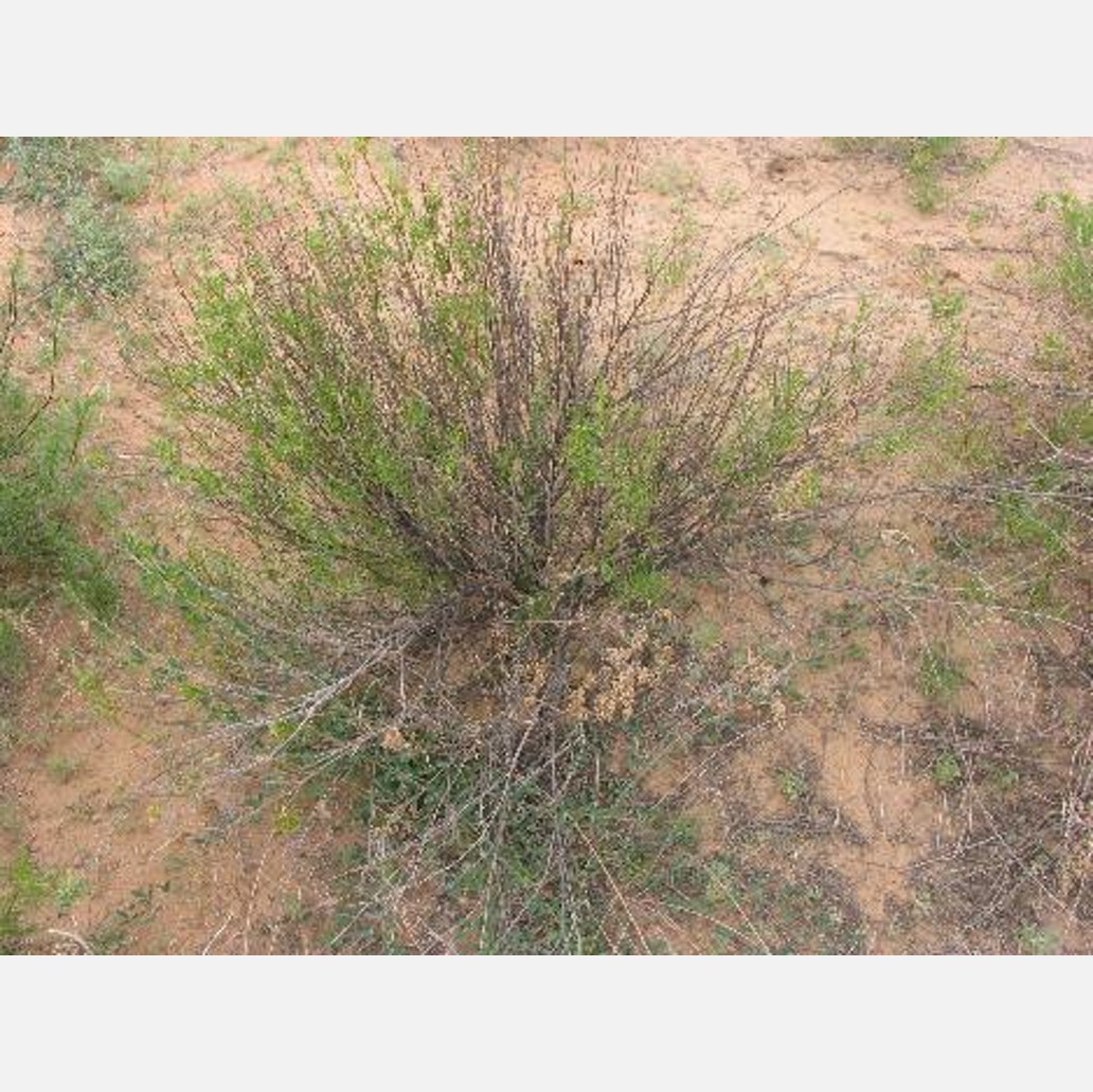 ムウス砂漠の植物