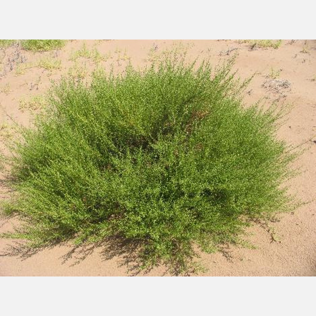 ムウス砂漠の植物