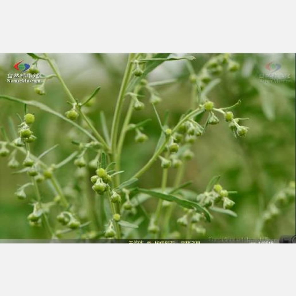 ムウス砂漠の植物