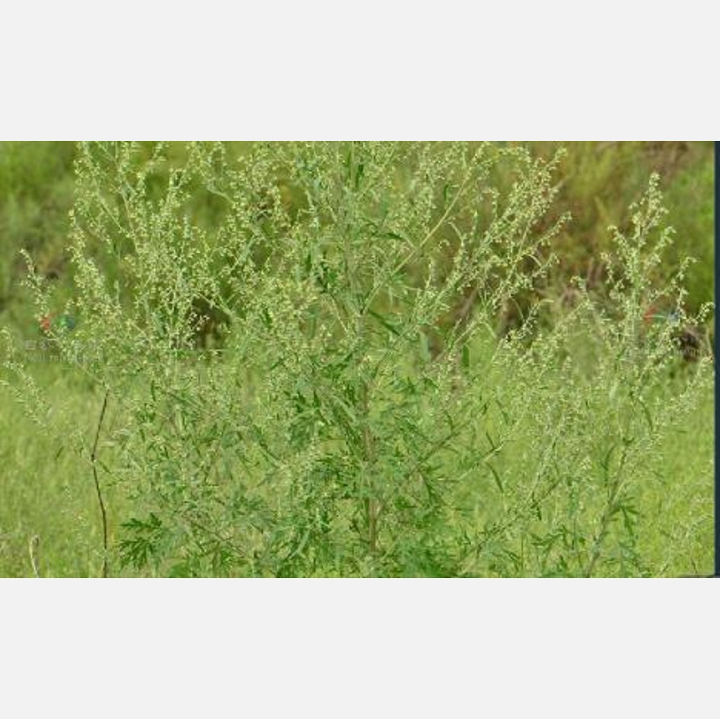 ムウス砂漠の植物