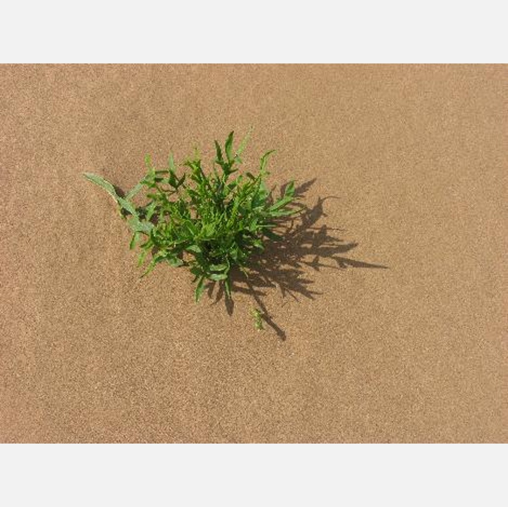 ムウス砂漠の植物