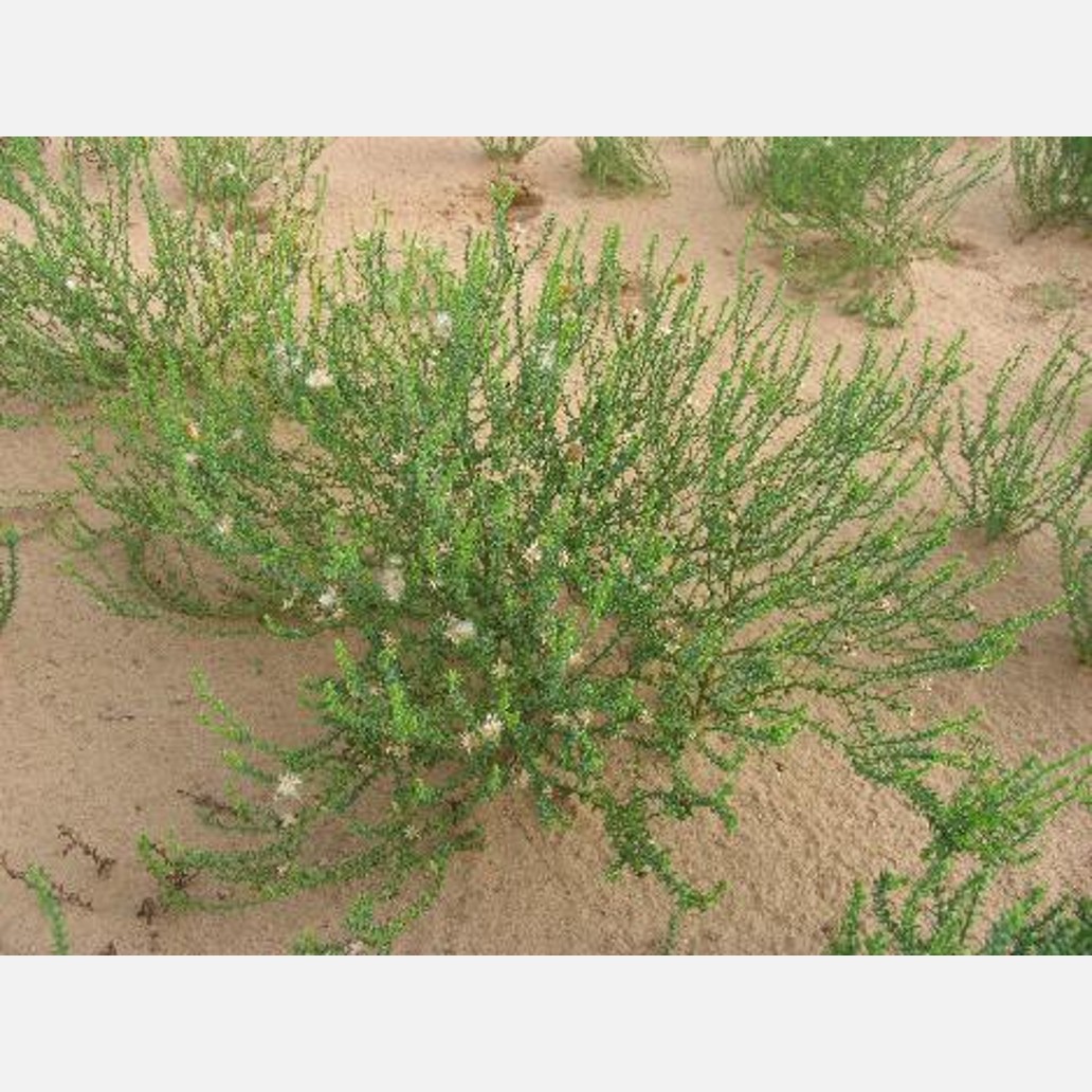 ムウス砂漠の植物