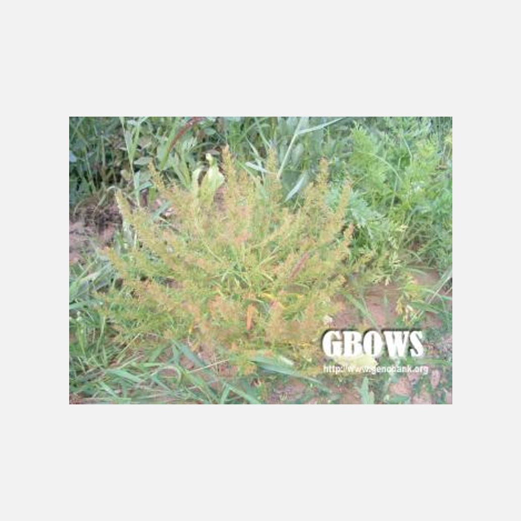 ムウス砂漠の植物
