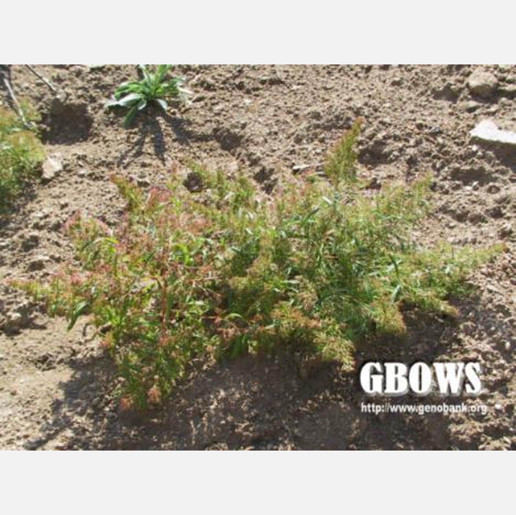 ムウス砂漠の植物