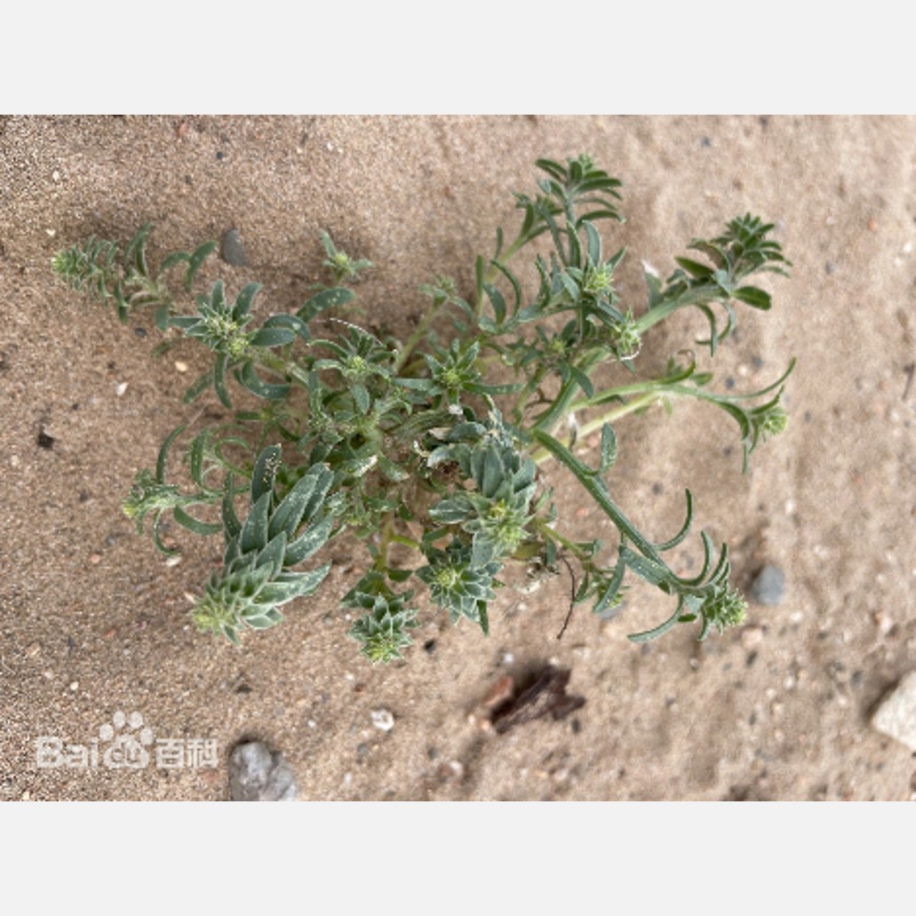 ムウス砂漠の植物
