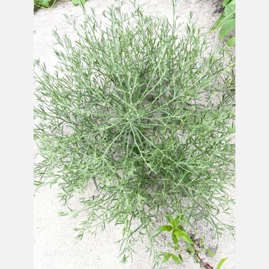 ムウス砂漠の植物