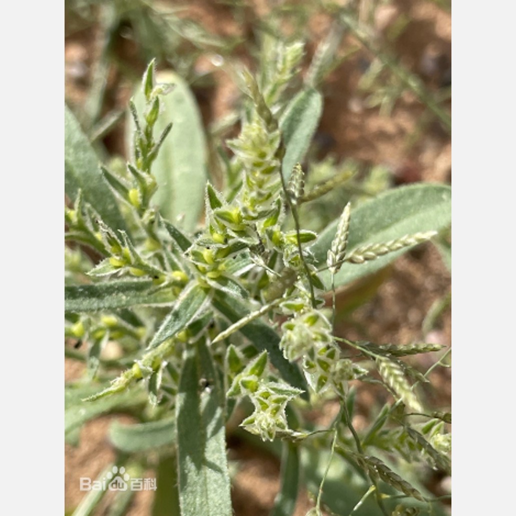 ムウス砂漠の植物