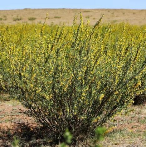 ムウス砂漠の植物