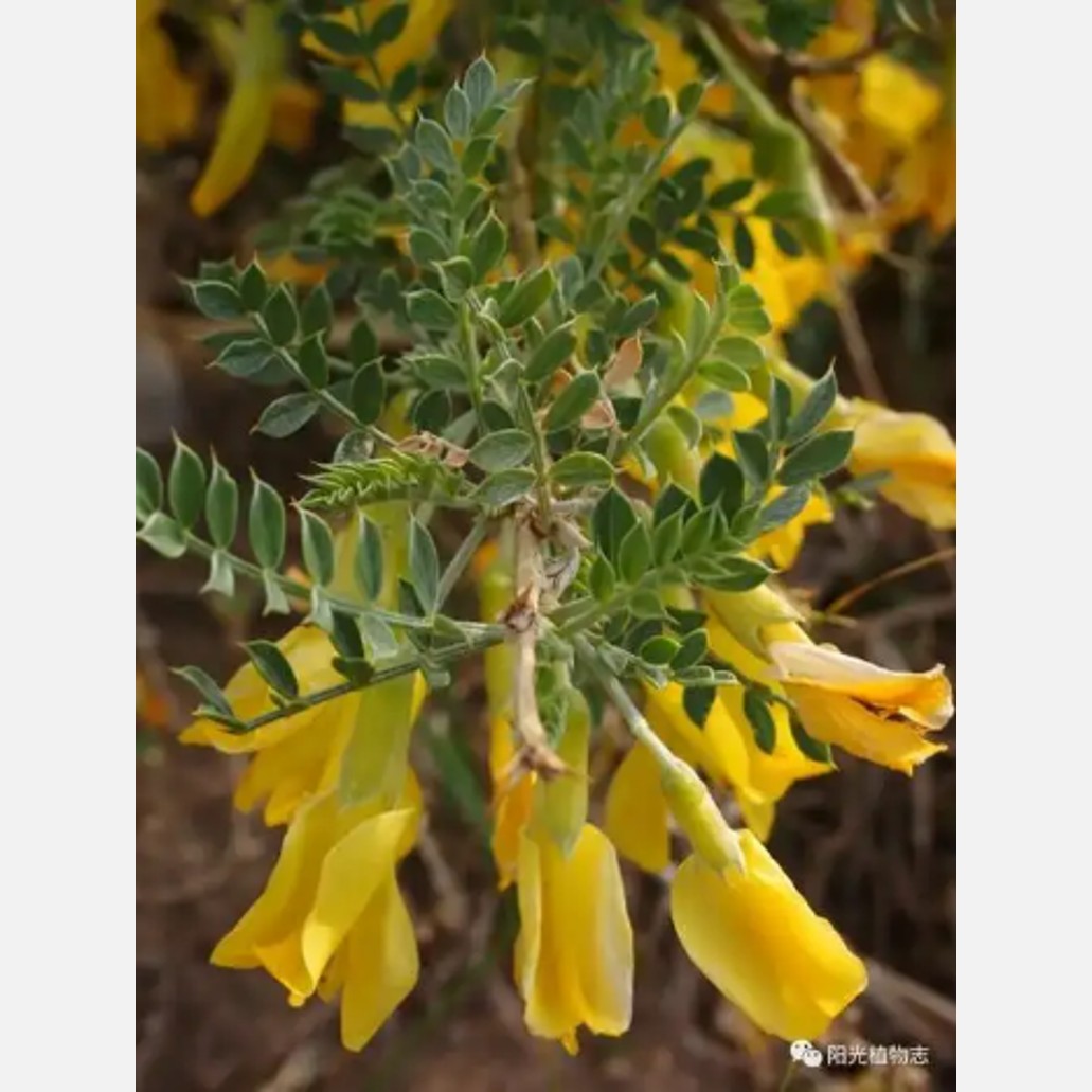ムウス砂漠の植物