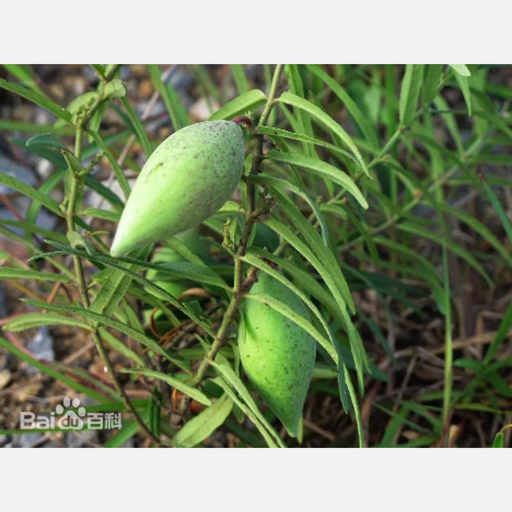 ムウス砂漠の植物