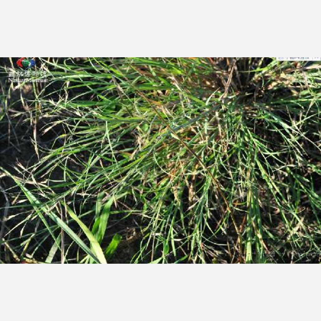 ムウス砂漠の植物