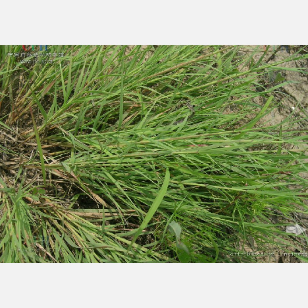 ムウス砂漠の植物