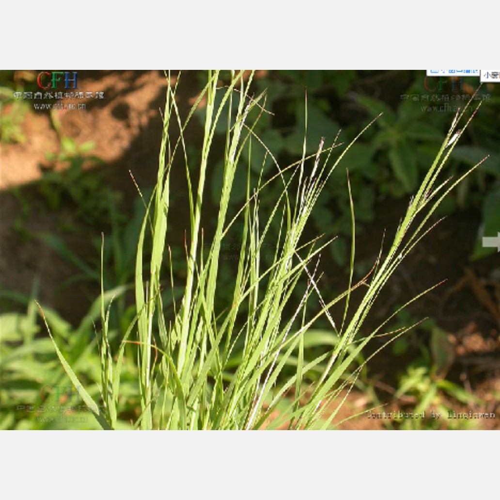 ムウス砂漠の植物