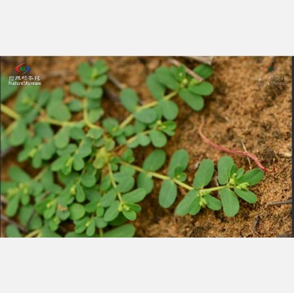 ムウス砂漠の植物