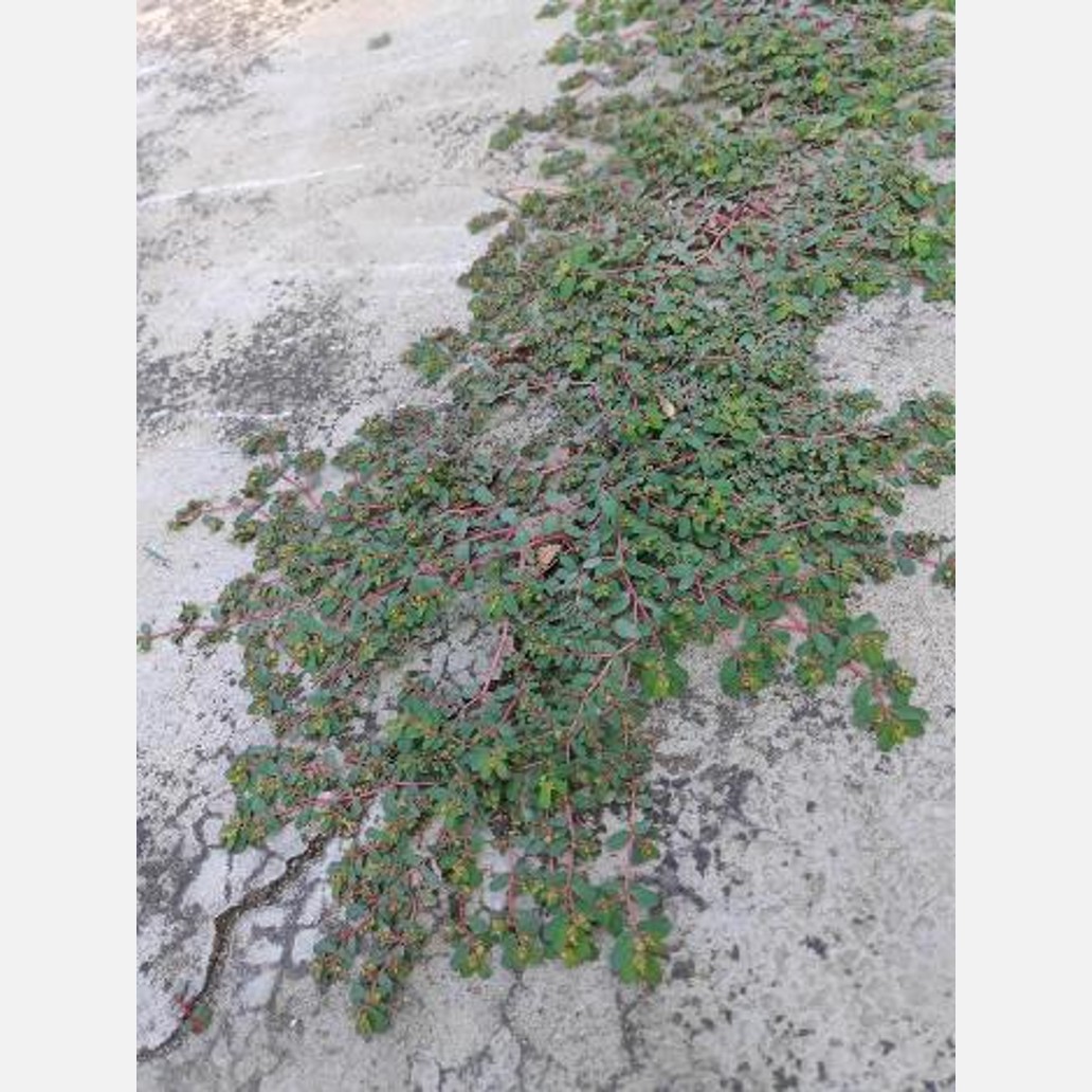 ムウス砂漠の植物