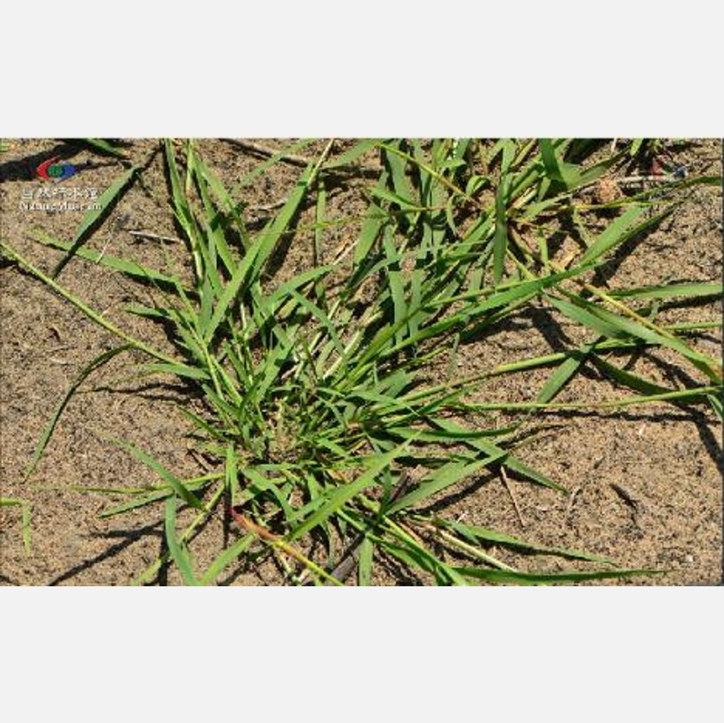 ムウス砂漠の植物