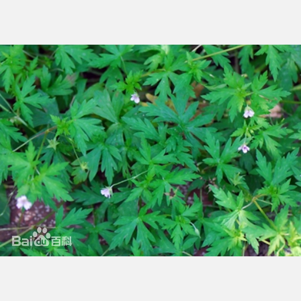 ムウス砂漠の植物