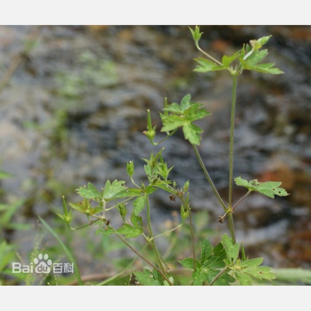 ムウス砂漠の植物