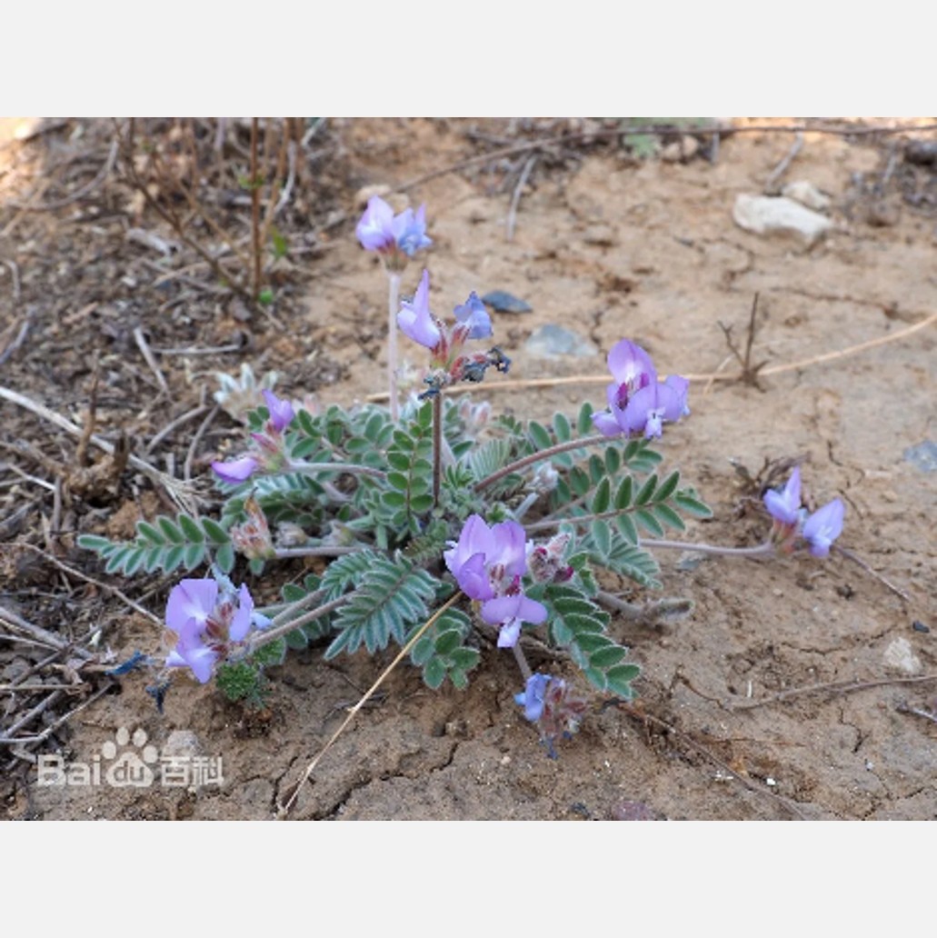 ムウス砂漠の植物