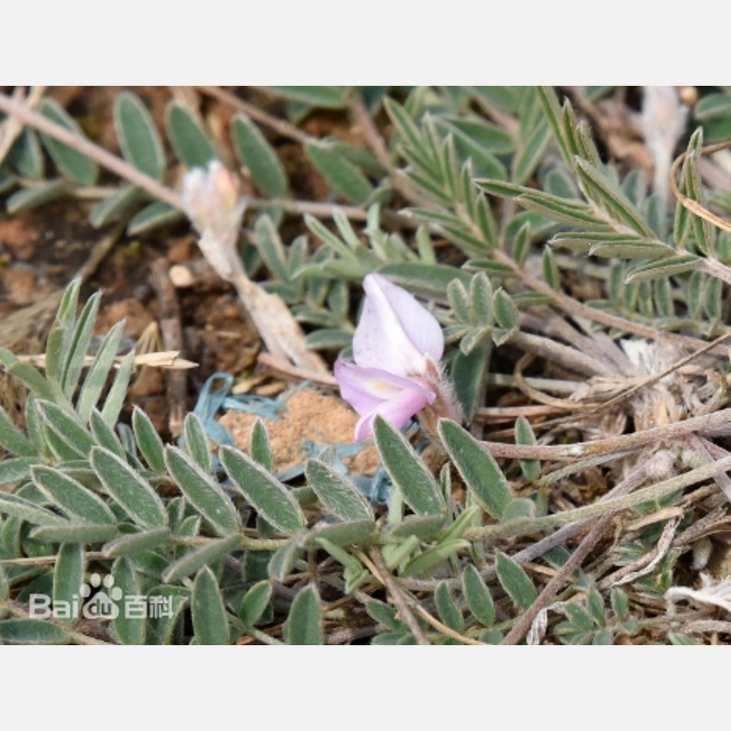 ムウス砂漠の植物