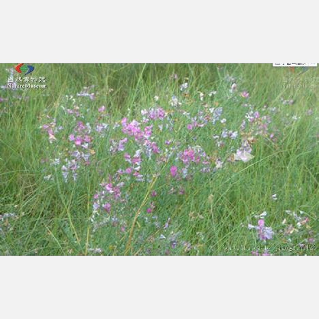 ムウス砂漠の植物