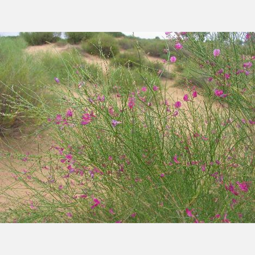 ムウス砂漠の植物