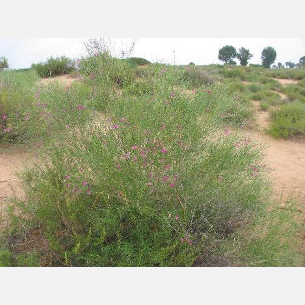 ムウス砂漠の植物