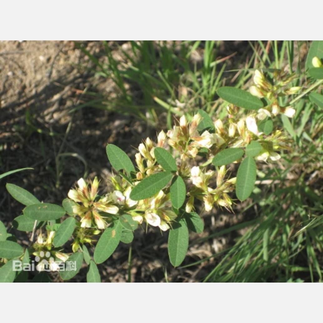 ムウス砂漠の植物