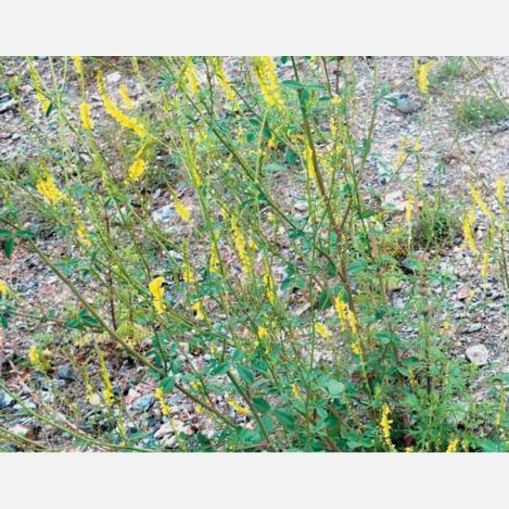 ムウス砂漠の植物
