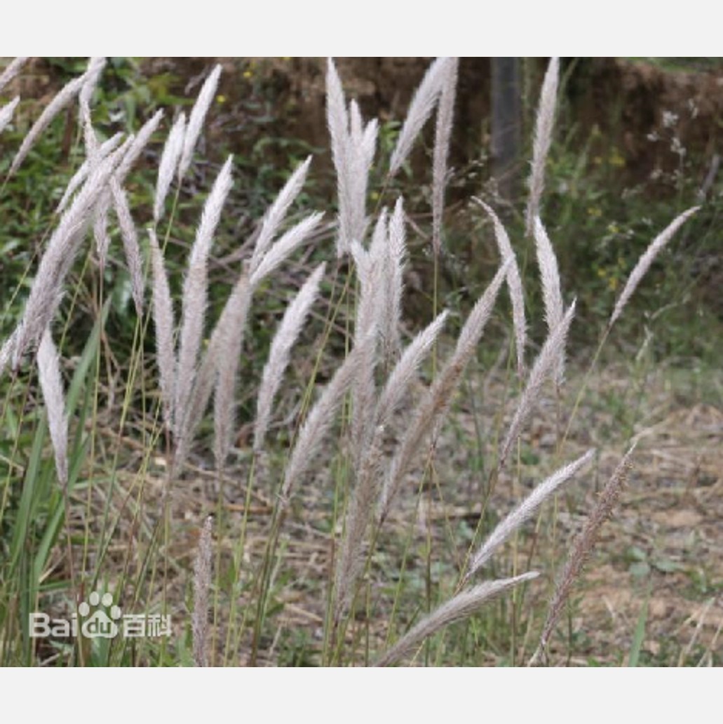 ムウス砂漠の植物