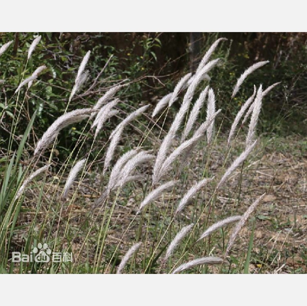 ムウス砂漠の植物