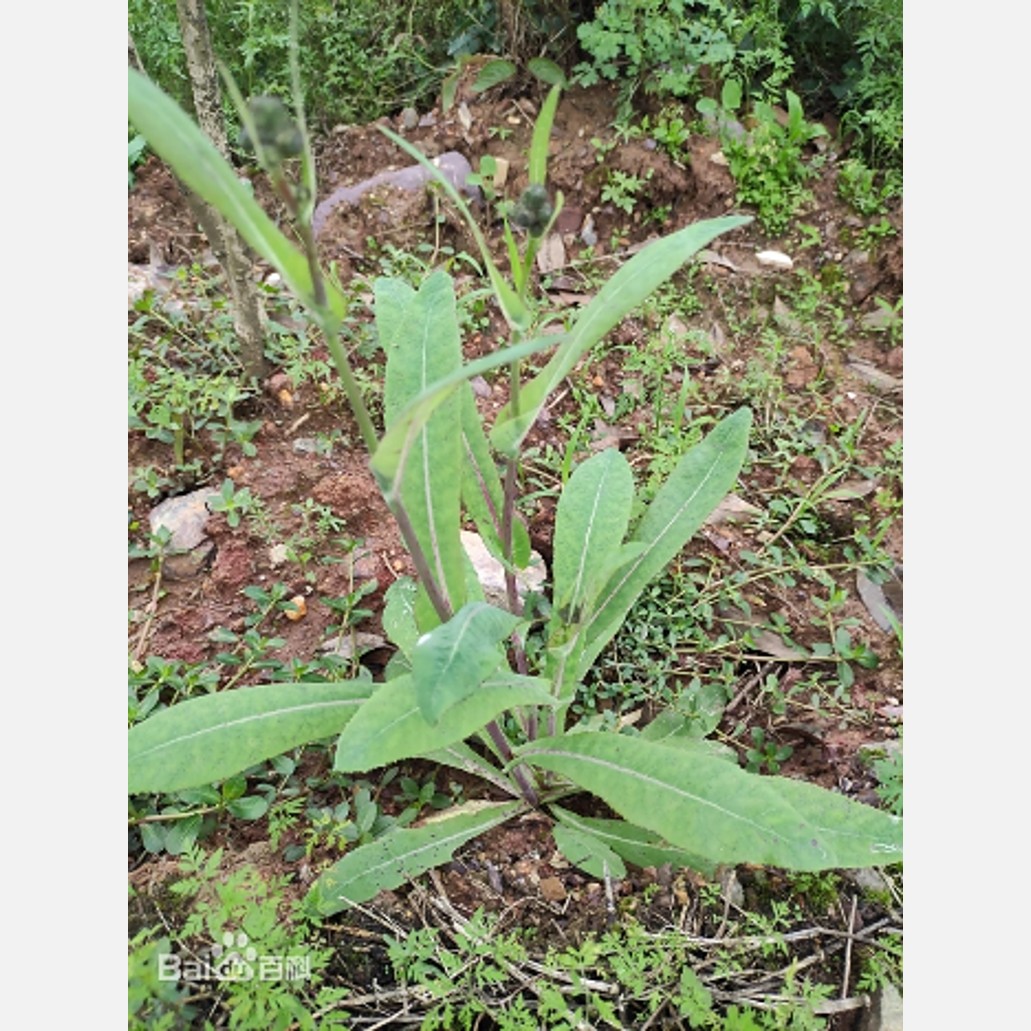 ムウス砂漠の植物