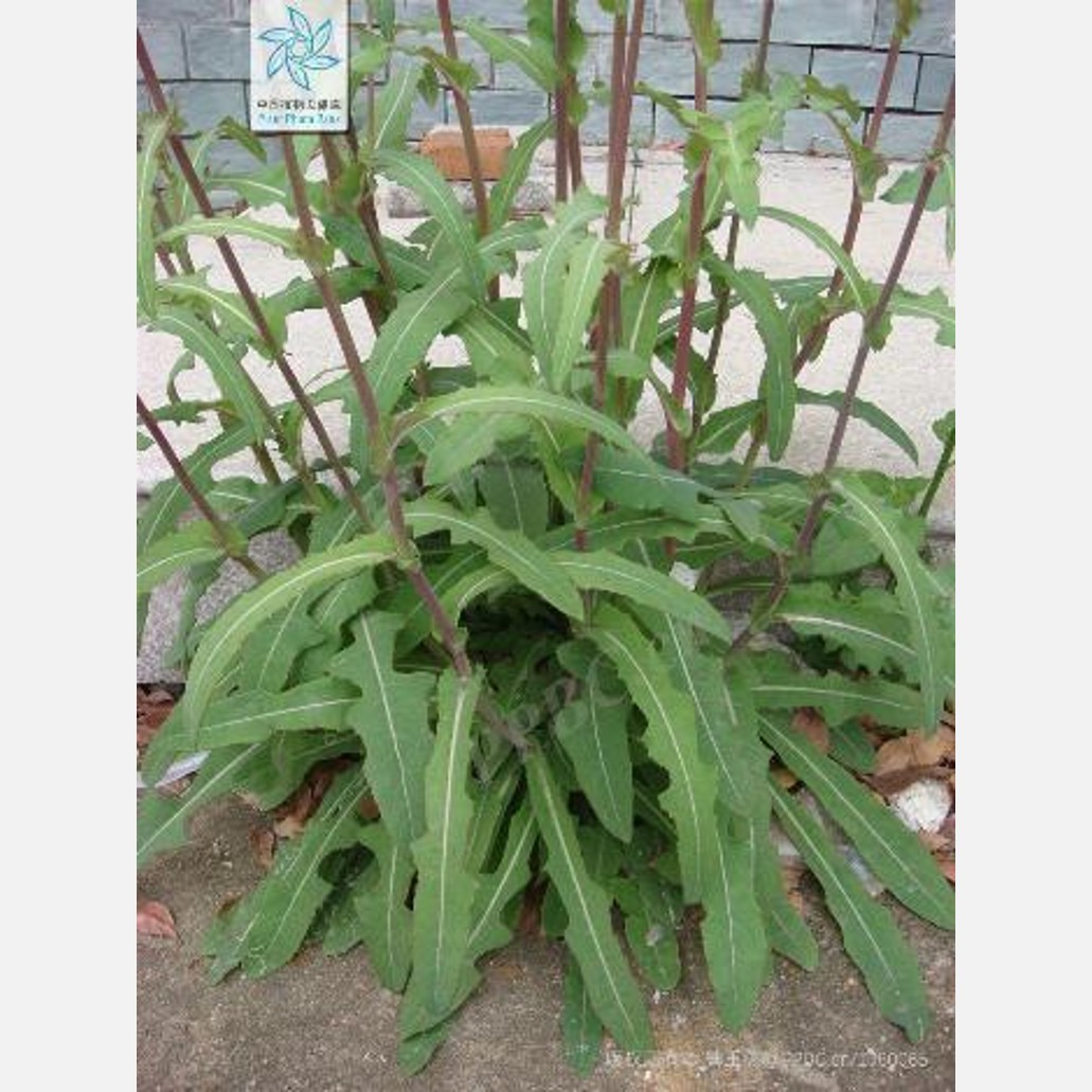 ムウス砂漠の植物