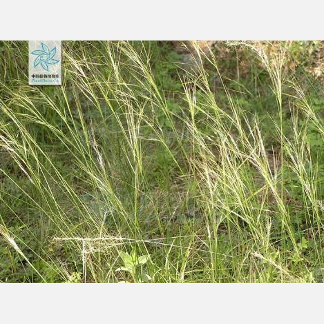ムウス砂漠の植物