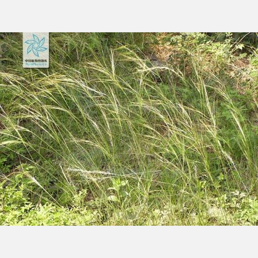 ムウス砂漠の植物