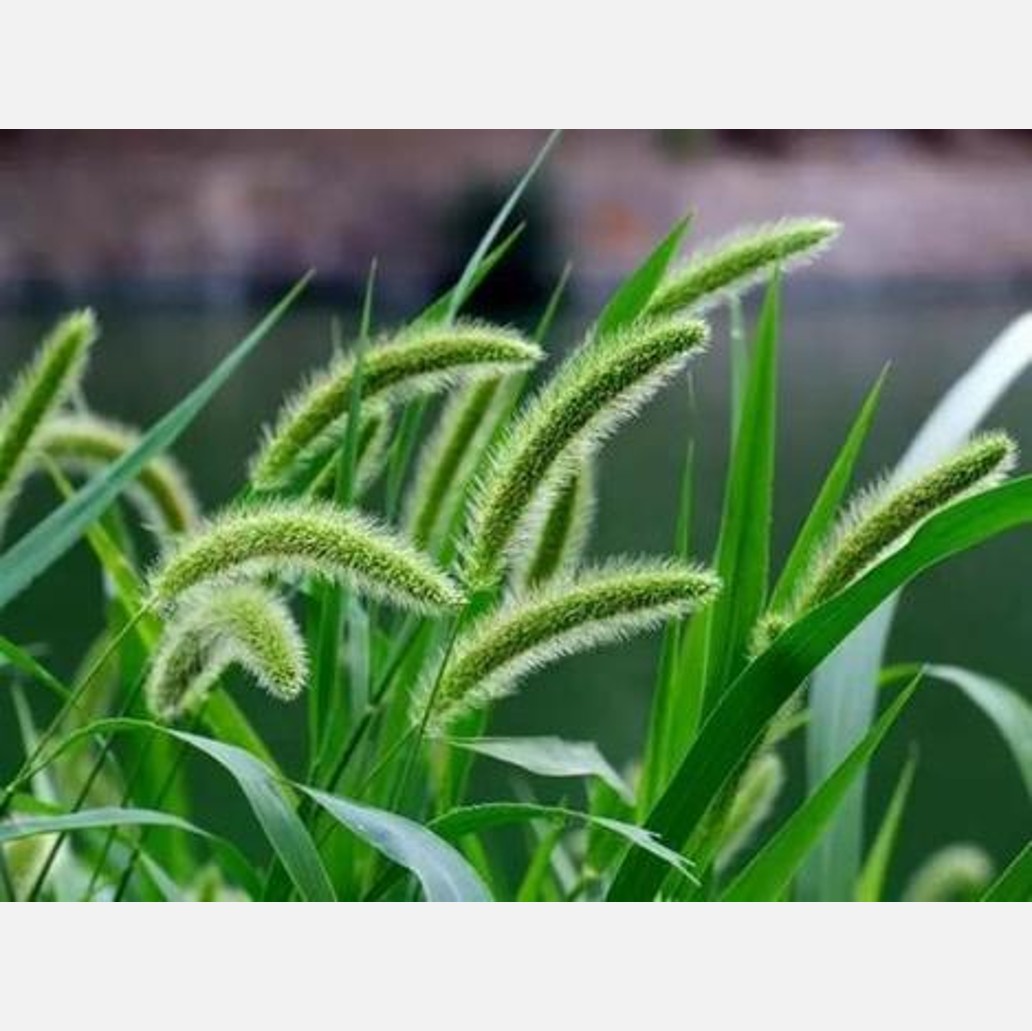 ムウス砂漠の植物