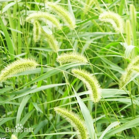 ムウス砂漠の植物