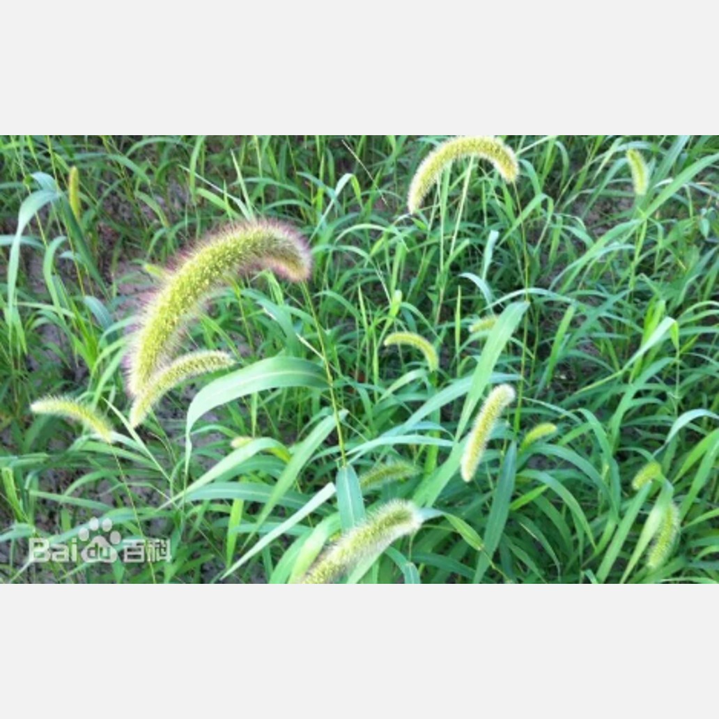 ムウス砂漠の植物