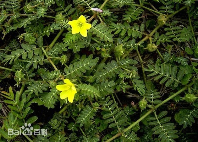 ムウス砂漠の植物