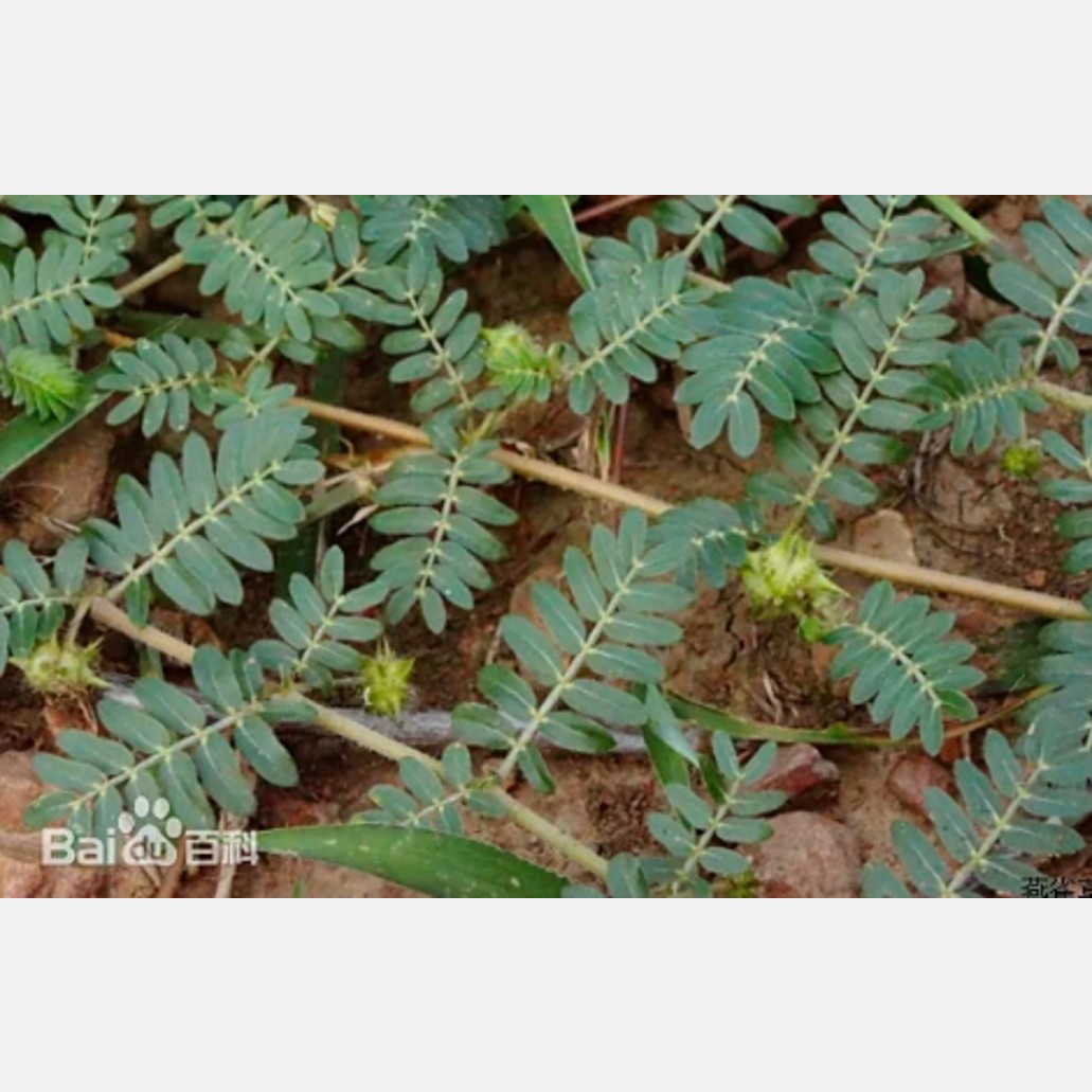 ムウス砂漠の植物