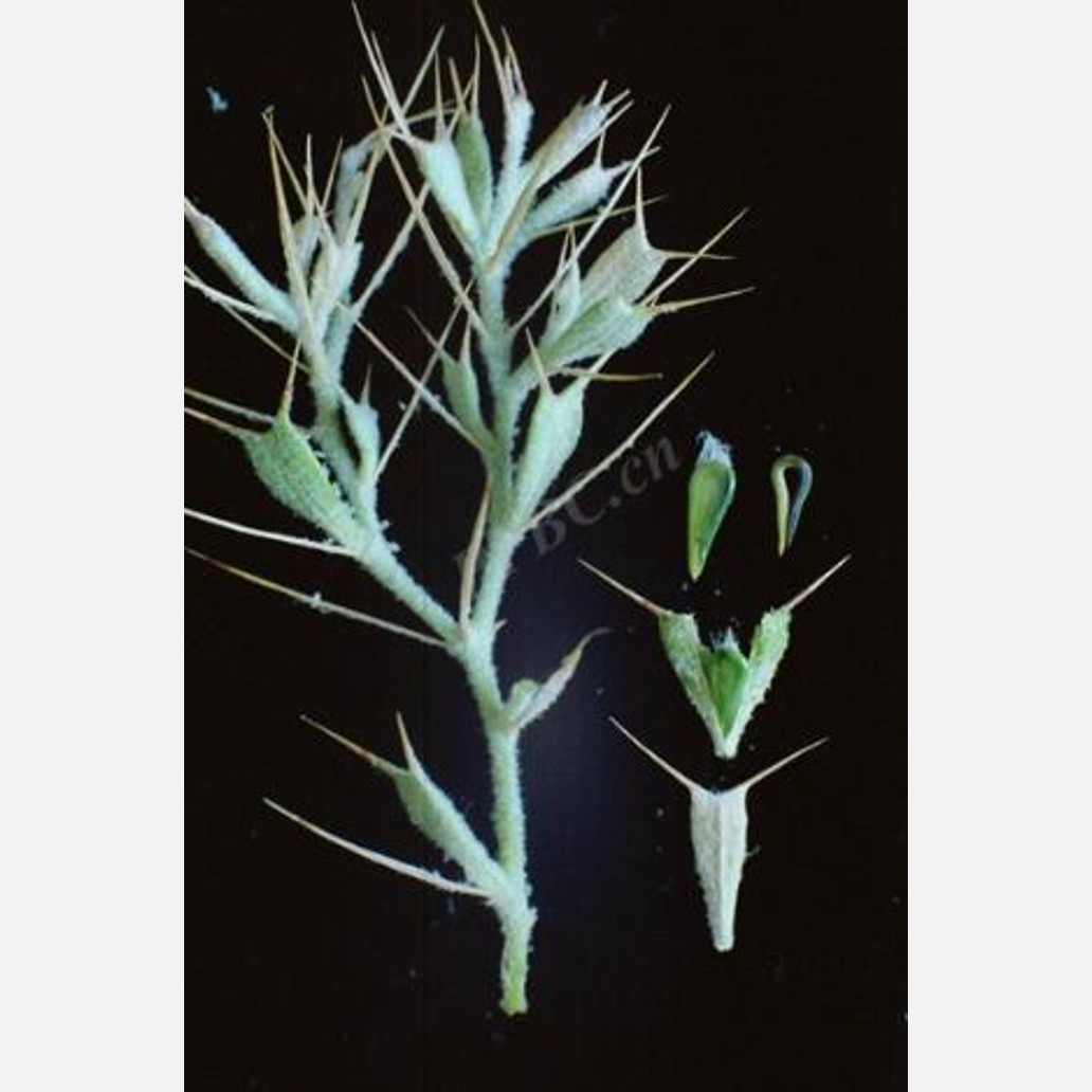 新疆の植物
